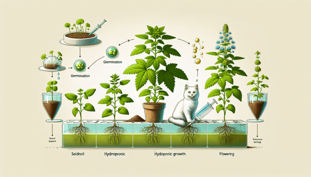 Hydroponic Growth Timeline of Catnip