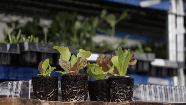 Young lettuce plants with visible roots.